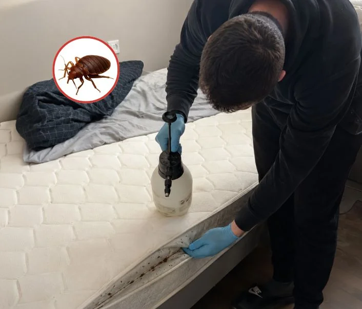 Technicien traitant un matelas contre les punaises de lit à Noisiel
